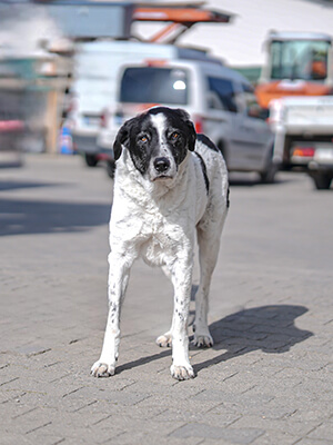 GD-Bauunternehmung Team Hund Hermes